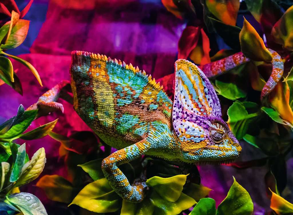 Puzzle: Colorful Animals - Chameleon (500)