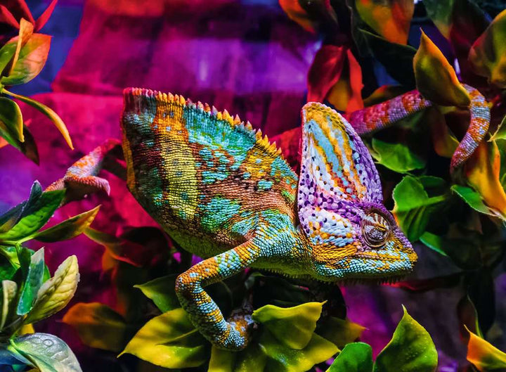 Puzzle: Colorful Animals - Chameleon (500)
