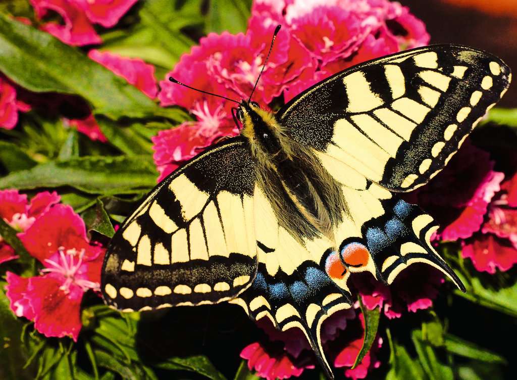 Puzzle: Colorful Animals - Butterfly (500)