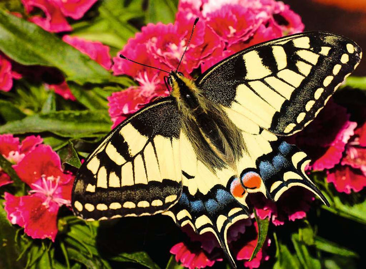 Puzzle: Colorful Animals - Butterfly (500)