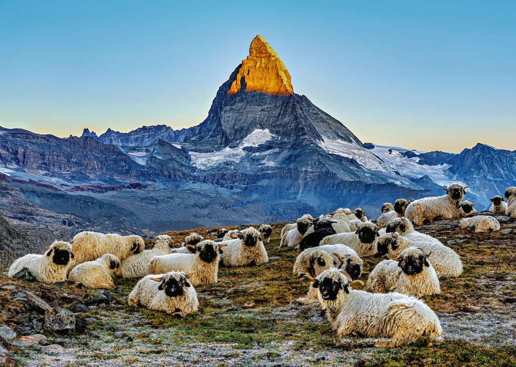 Puzzle: Beautiful Switzerland - Meet the Sheep Zermatt (1000)