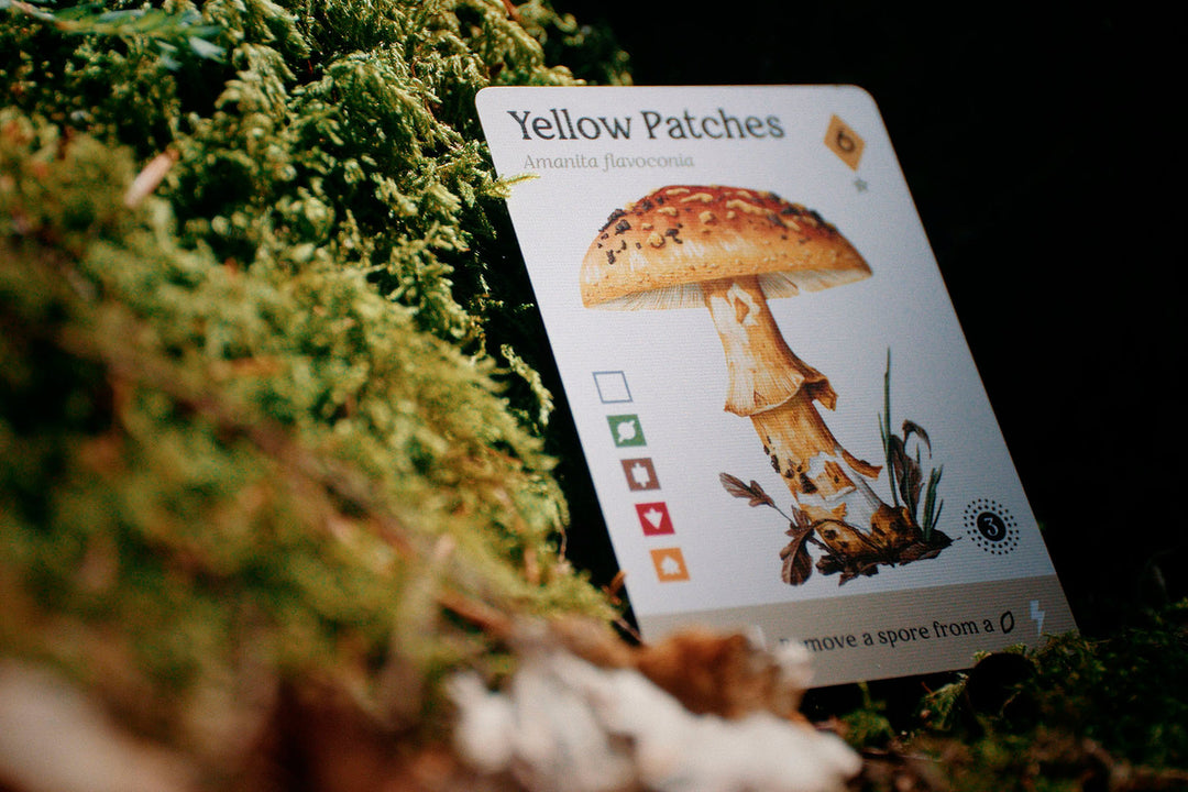Mycelia: North America (EN)